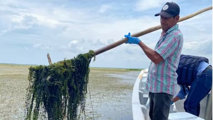 Foto de la planta que se traga la Ciénaga Grande de Santa Marta: autoridades en alerta por invasión.