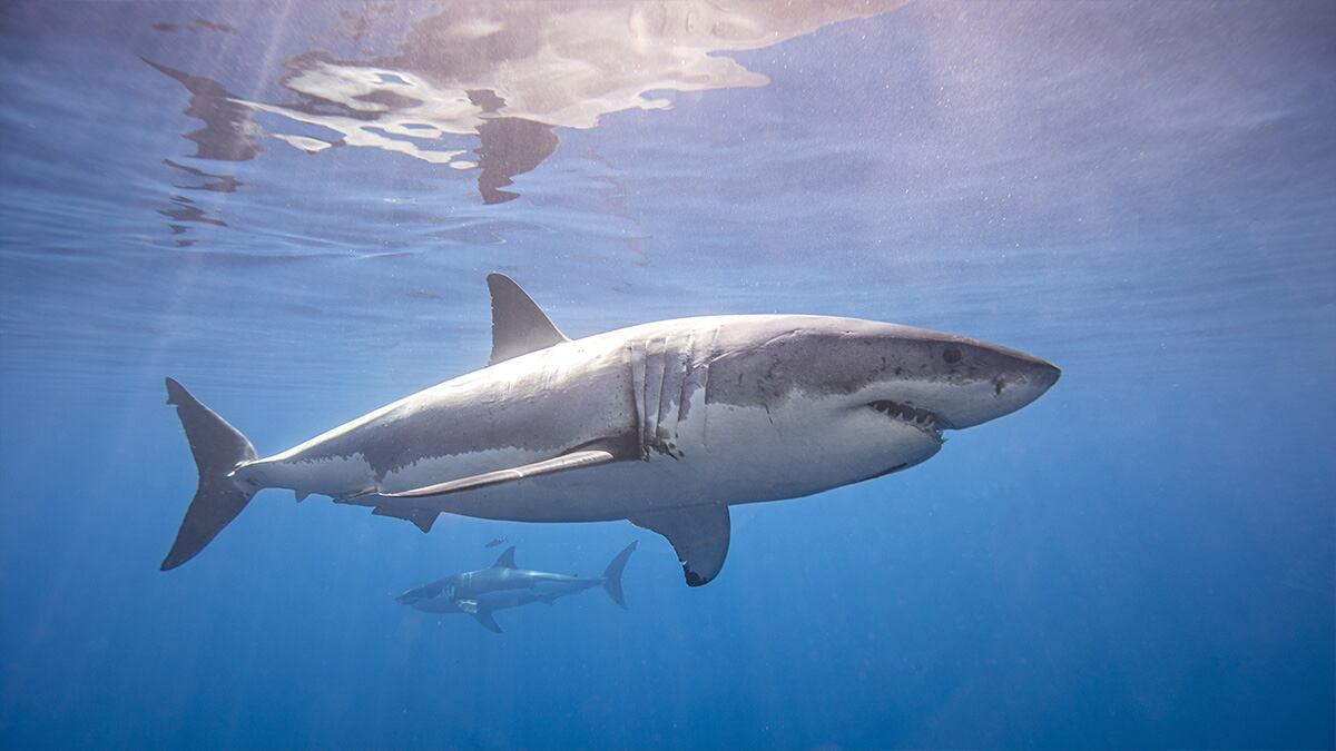 Tiburones blancos en cerca de las playas de California. | Foto: Referencial