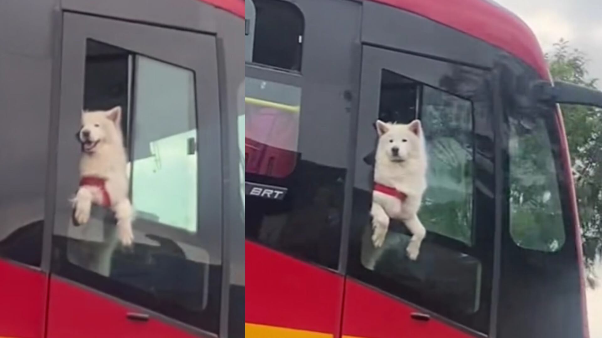 Perrito asomado en ventana de TransMilenio enternece las redes