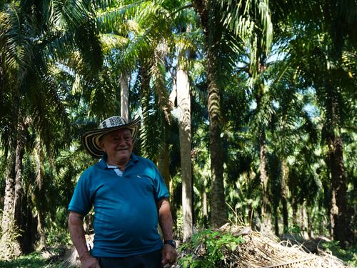 Prácticas sostenibles de palmicultores de María La Baja los han llevado a las estanterías del mundo