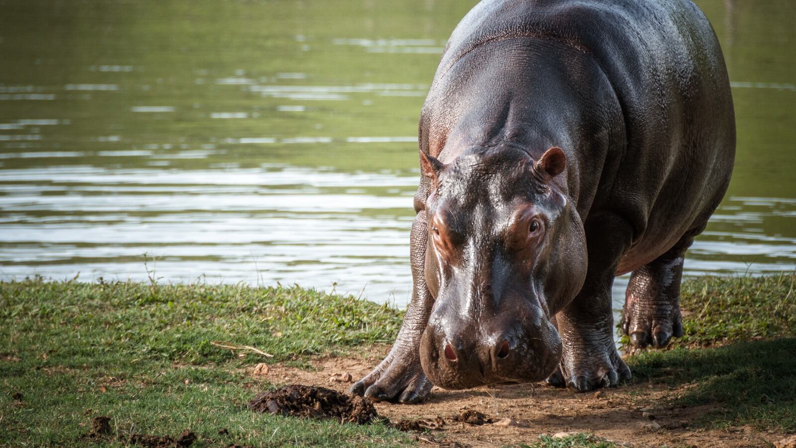 Hipopótamos en Doradal, Antioquia