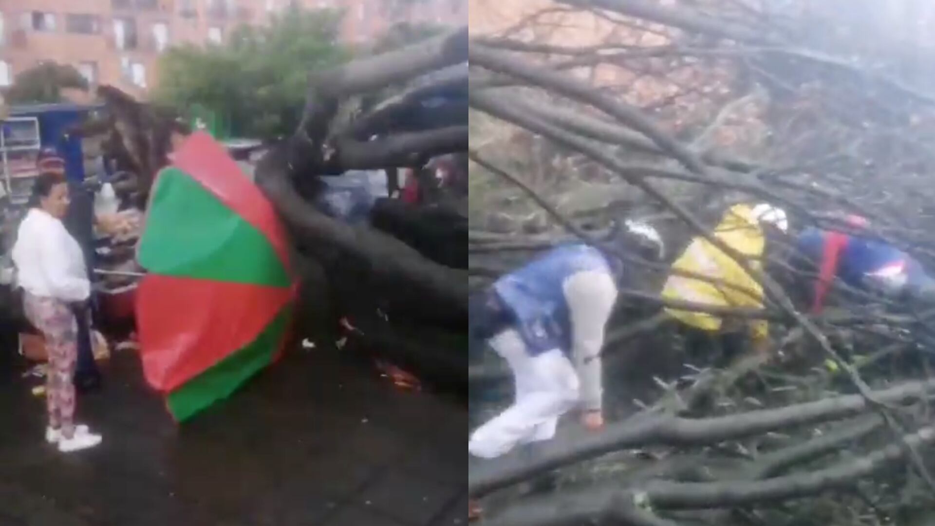 Árbol caído en la Autopista Norte de Bogotá.