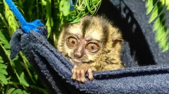 Rescate de mono nocturno en Colombia