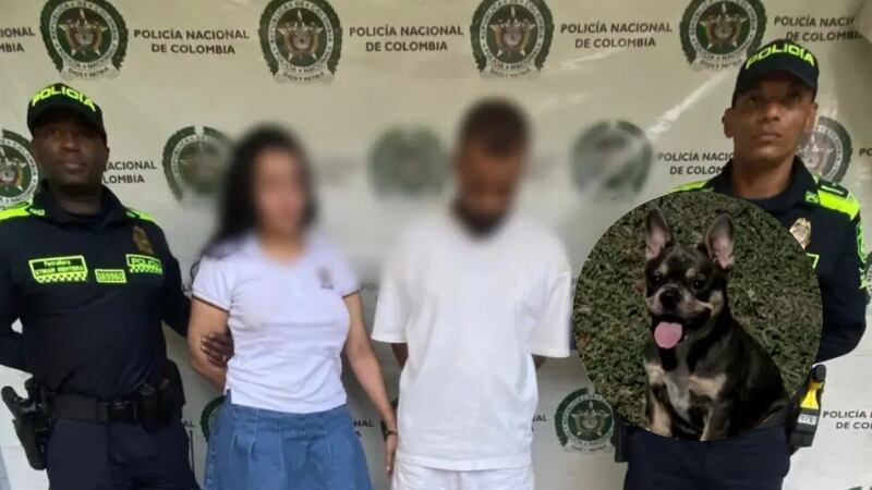“Esto es inaceptable”: Fico tras captura de pareja que en medio de discusión habría lanzado desde un balcón a su perrita de solo 3 meses