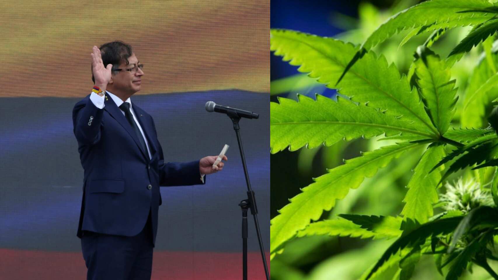 Cannabis y Gustavo Petro