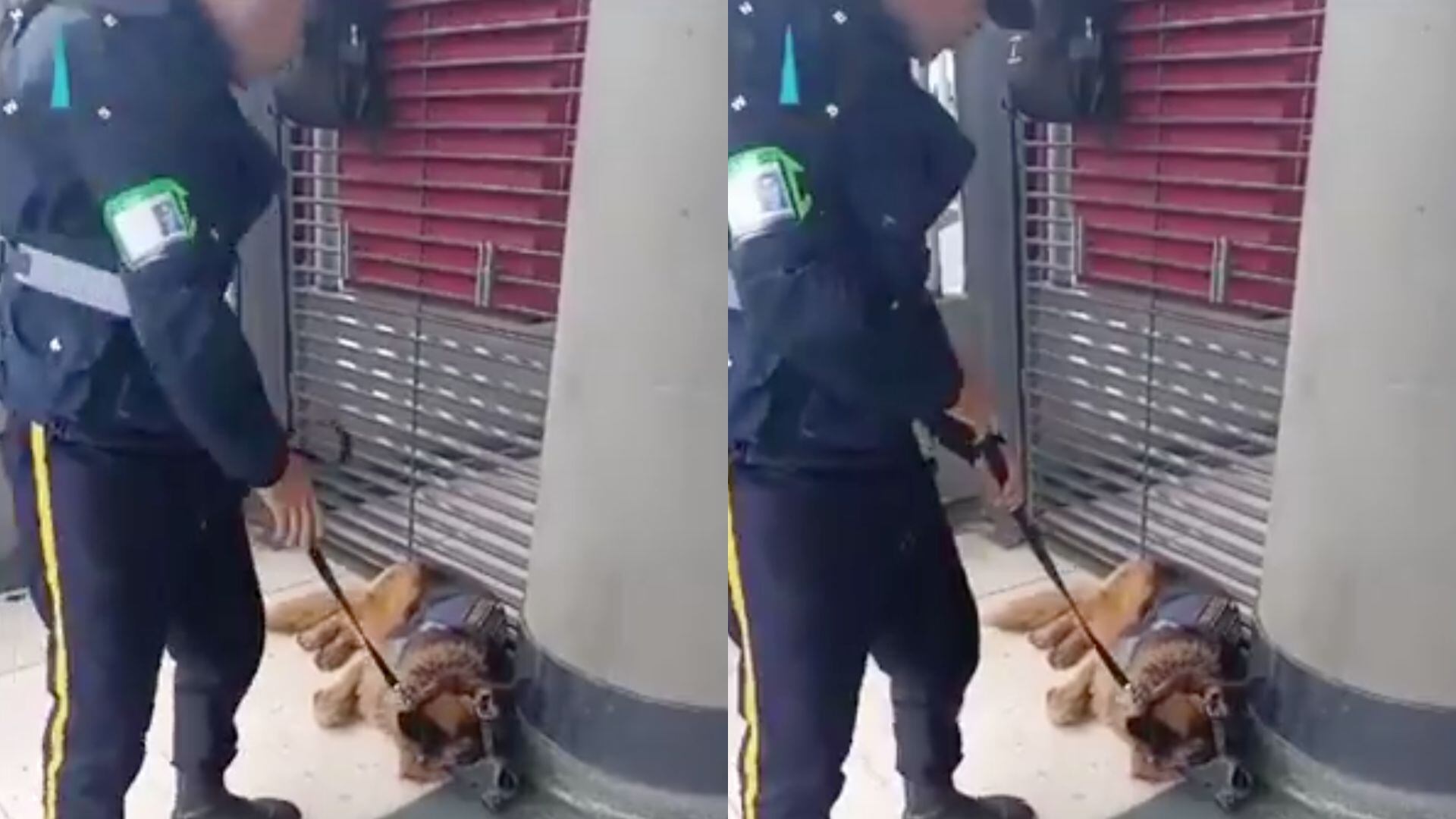 TransMilenio es criticado por el trato a perros de vigilantes