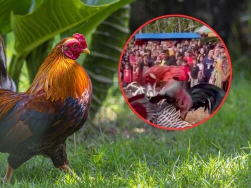 ¿Peleas de gallos ‘Therians? esto es lo que hay detrás del video viral