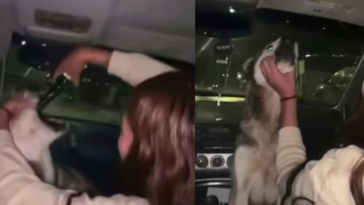Jóvenes graban a perrita mientras la obligan a beber alcohol