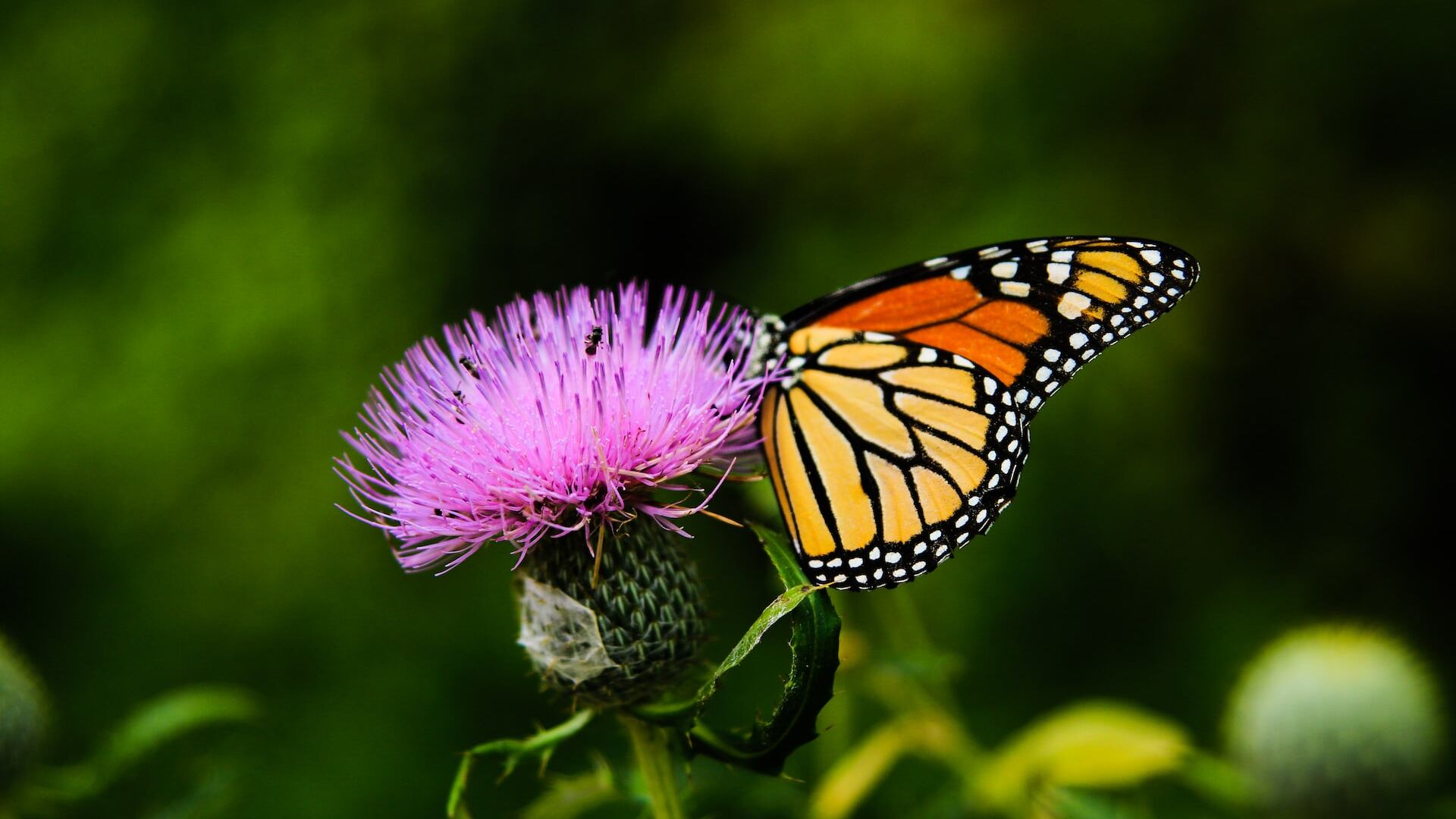 Mariposa sobre una flor