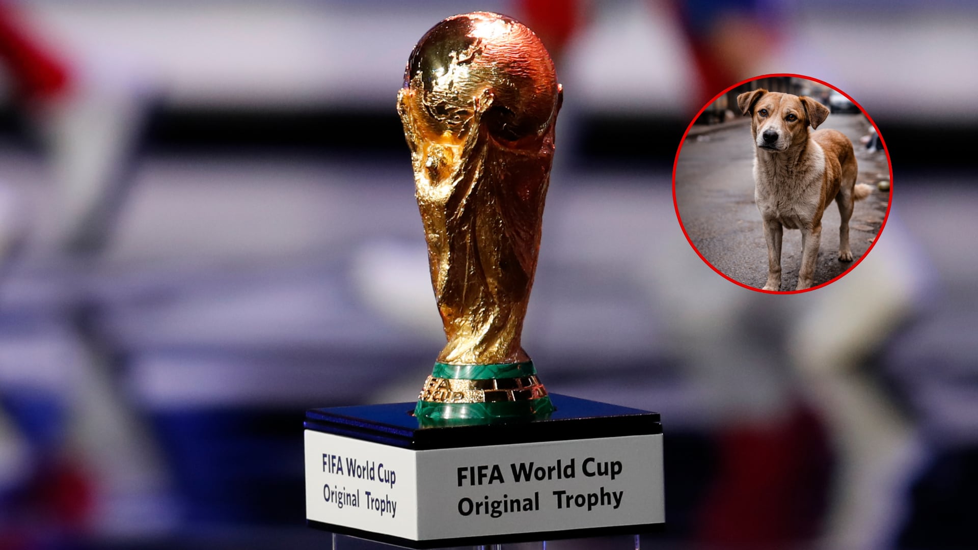 Copa del Mundo y perro callejero - Fotos: Copa de redes sociales y perro generado con IA el 19 de febrero del 2026