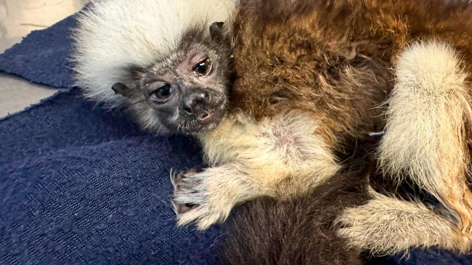 Alerta por monos titíes rescatados en Antioquia