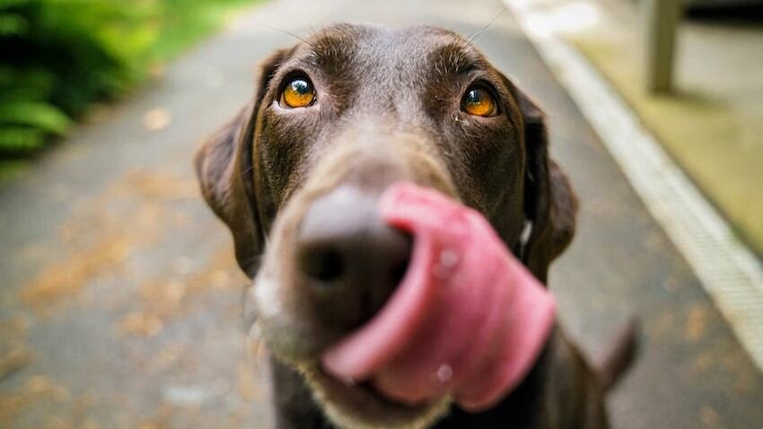 Los perros son de las mascotas más juguetonas