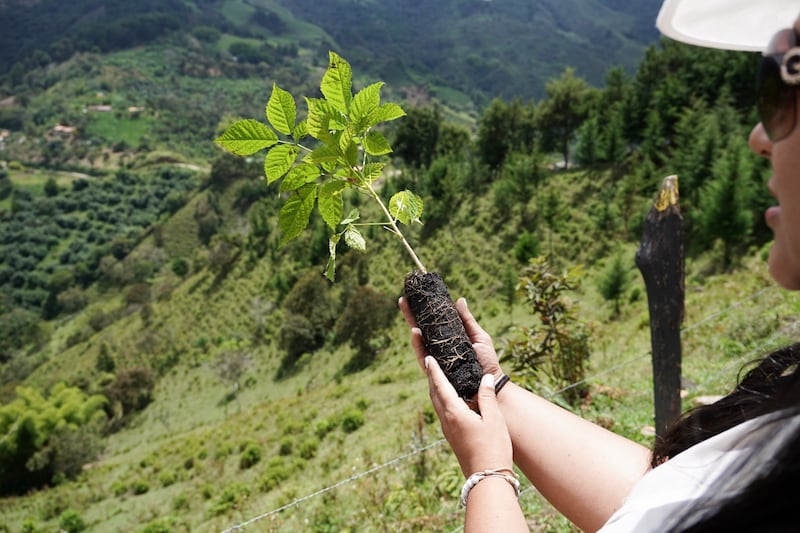 Agricultura regenerativa en cultivos de café en Antioquia