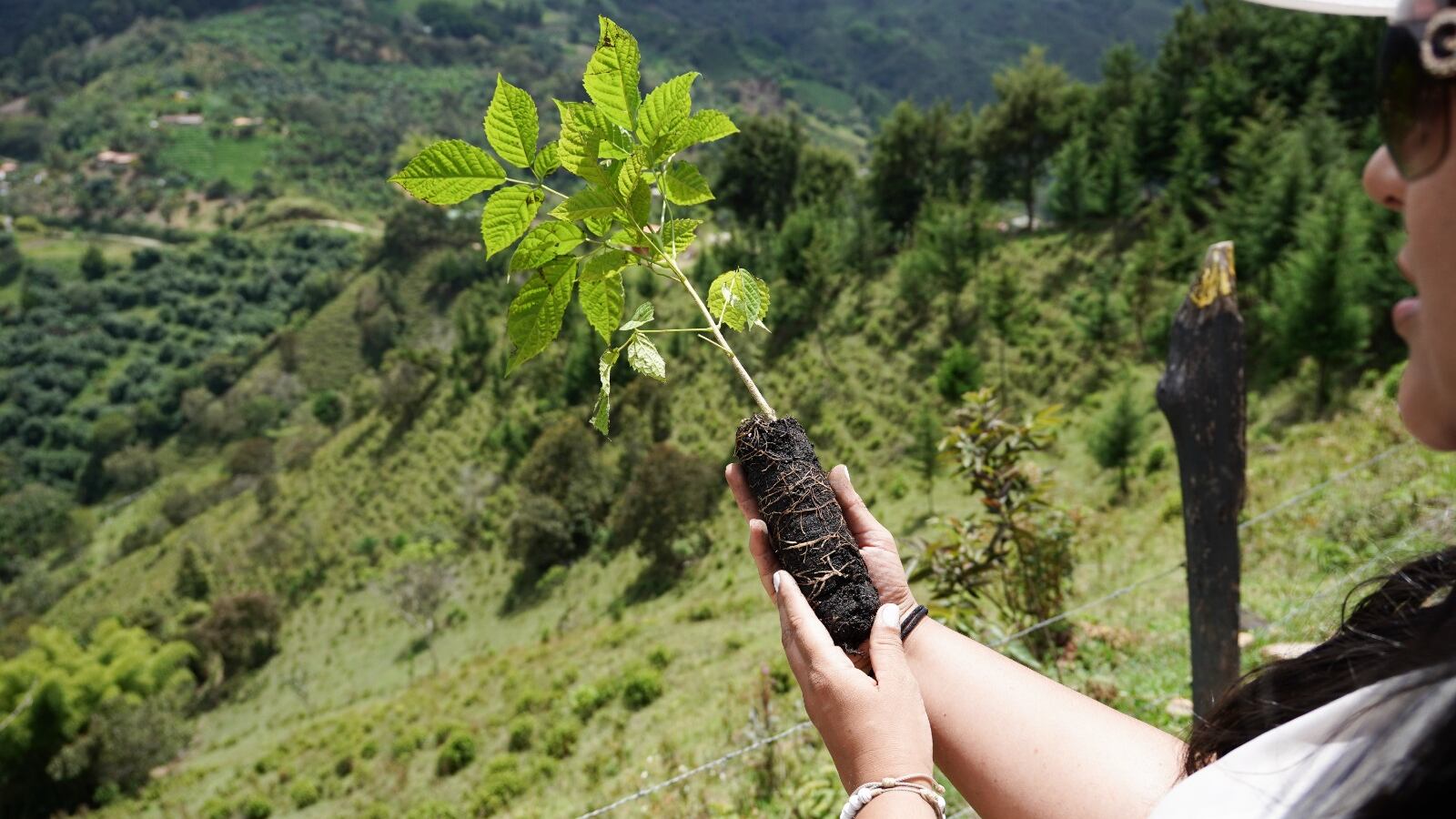Agricultura regenerativa en cultivos de café en Antioquia