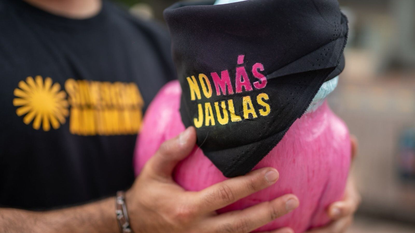 Cadenas de restaurantes bajo la lupa por no cumplir con compromisos de protección animal en Colombia.