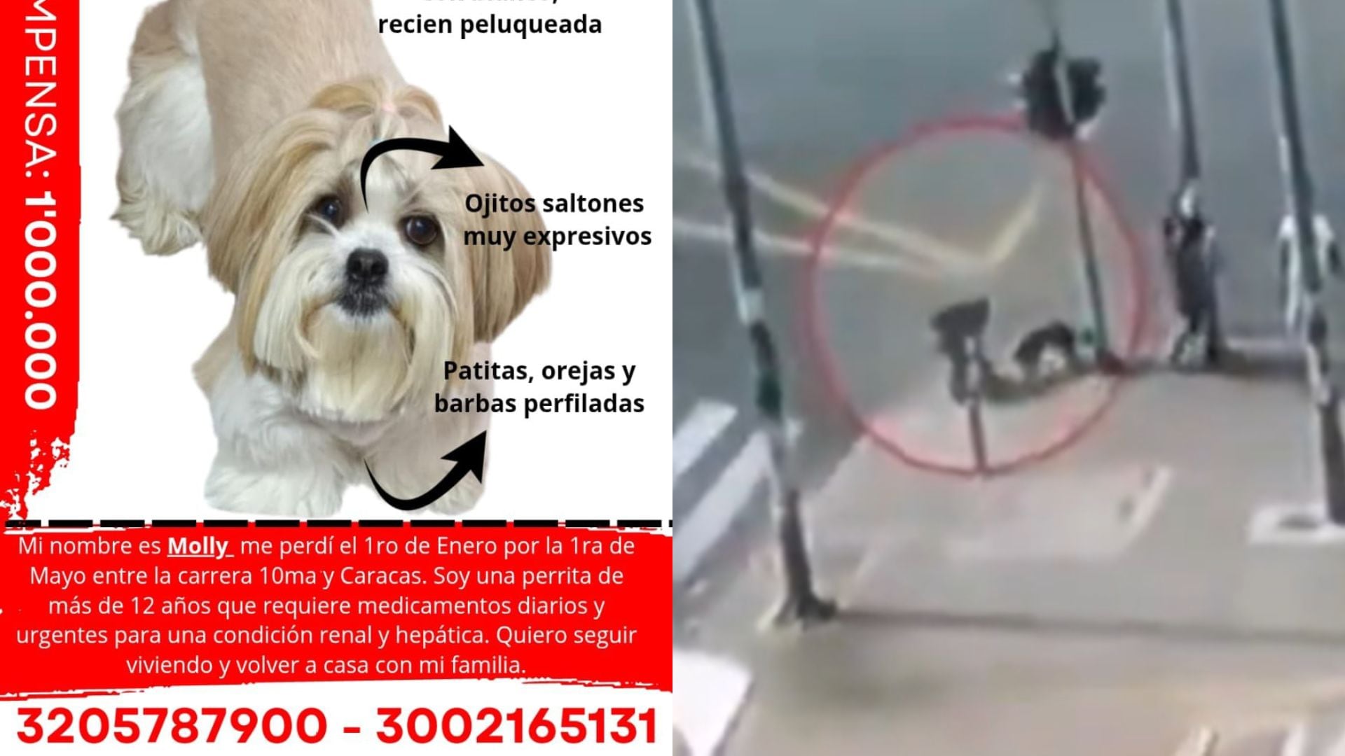 Perrita desapareció en Bogotá