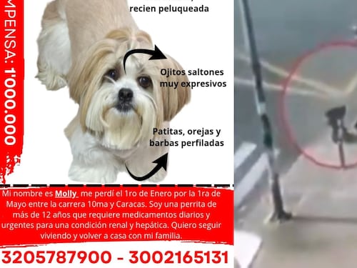 Familia denuncia que recibió llamadas extorsivas tras perder a su perrita; aún la están buscando