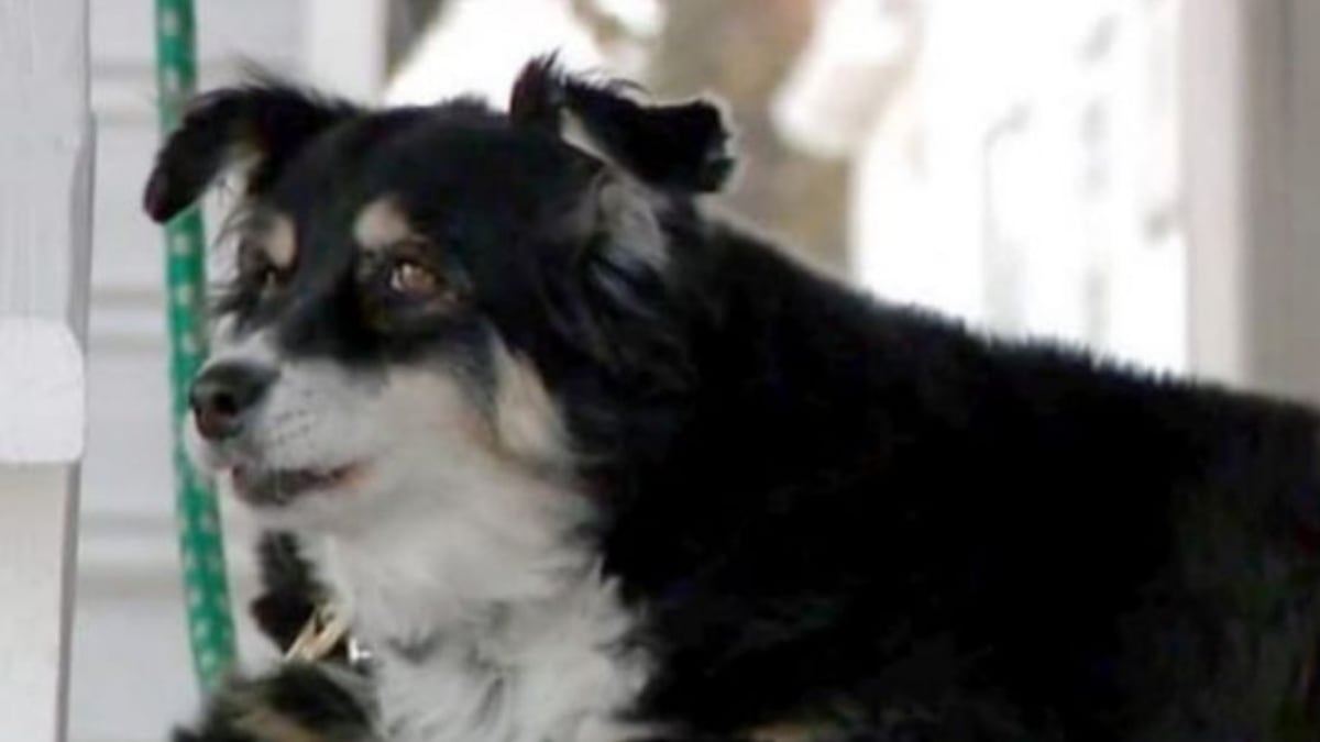 Lulu, la perrita que heredó 5 millones de dólares luego de la muerte de su dueño