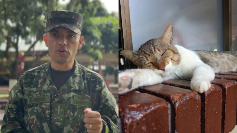 Ejército responde sobre el polémico caso del gato al que presuntamente querían asesinar soldados en Tolemaida