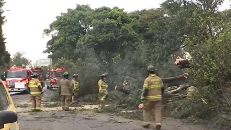 Foto árbol se desploma sobre vehículo en Engativá.