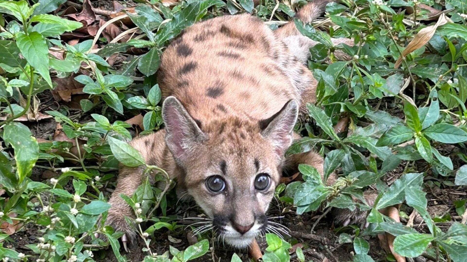Cachorro puma fue encontrado lejos de su mamá y con sus bigotes cortados en Antioquia