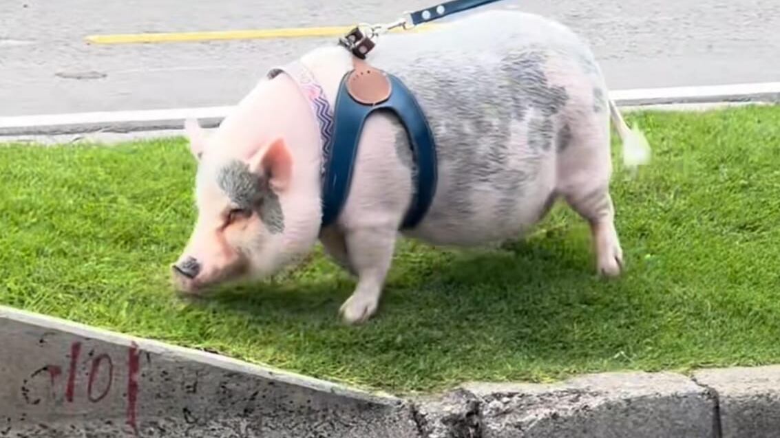 ¿Poniéndolo fit o fat para el 24?: Cerdito fue captado en cámara en plena ciclovía en Bogotá