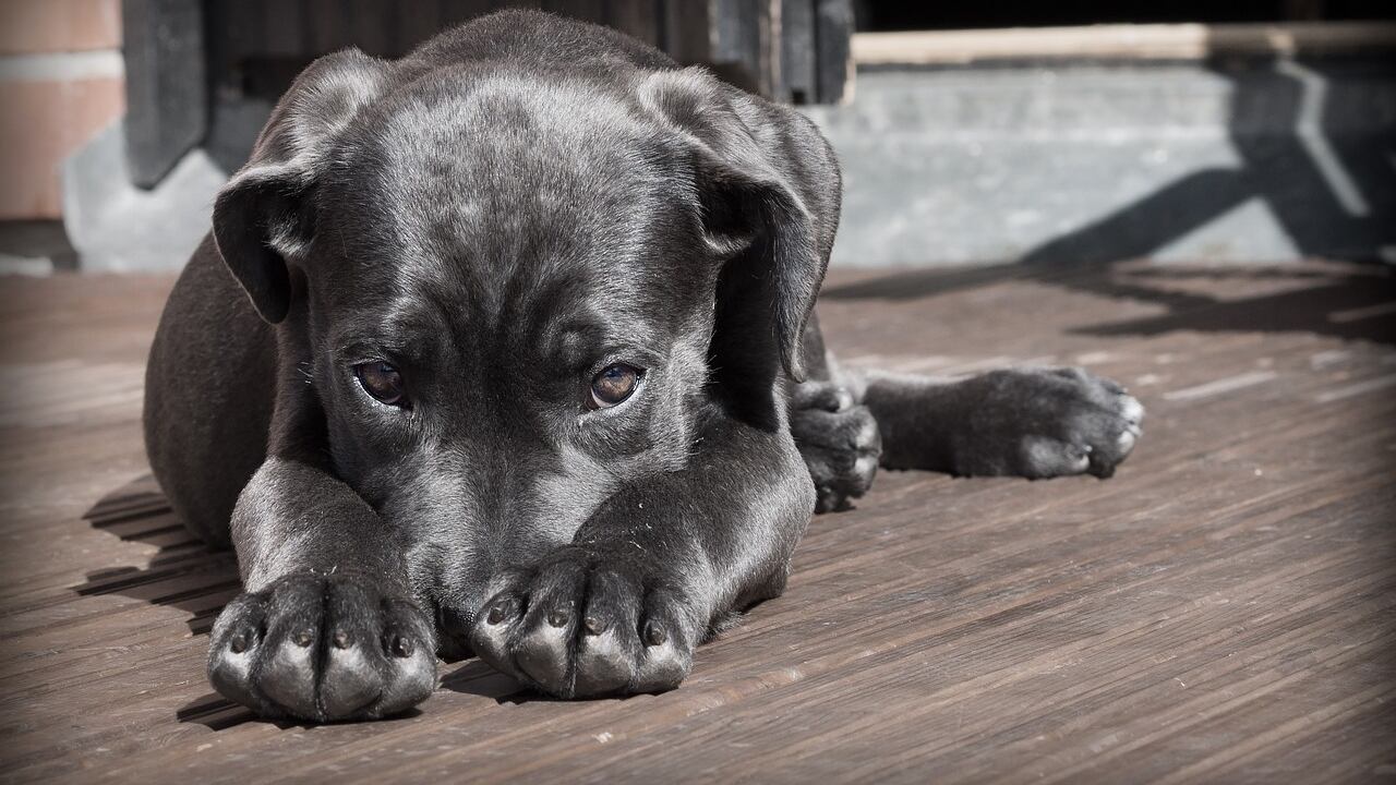 Maltrato animal Bogotá