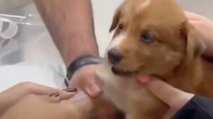 perrito dramático pantallazo tomado de tiktok