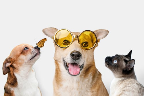 Los seis nutrientes esenciales para la salud ocular de las mascotas