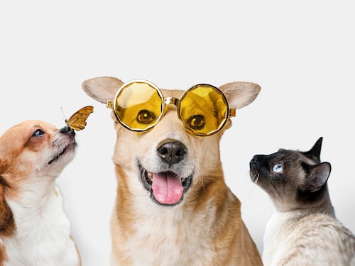 Los seis nutrientes esenciales para la salud ocular de las mascotas