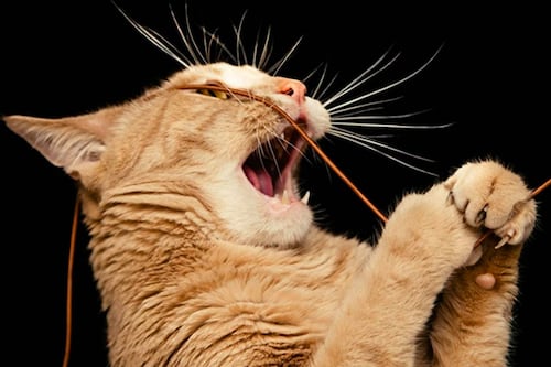 Video: Gato se enfrenta a una manada de perros y sale victorioso