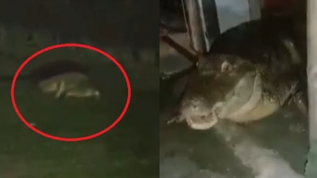 Cocodrilos en zona residencial en Jamundí.