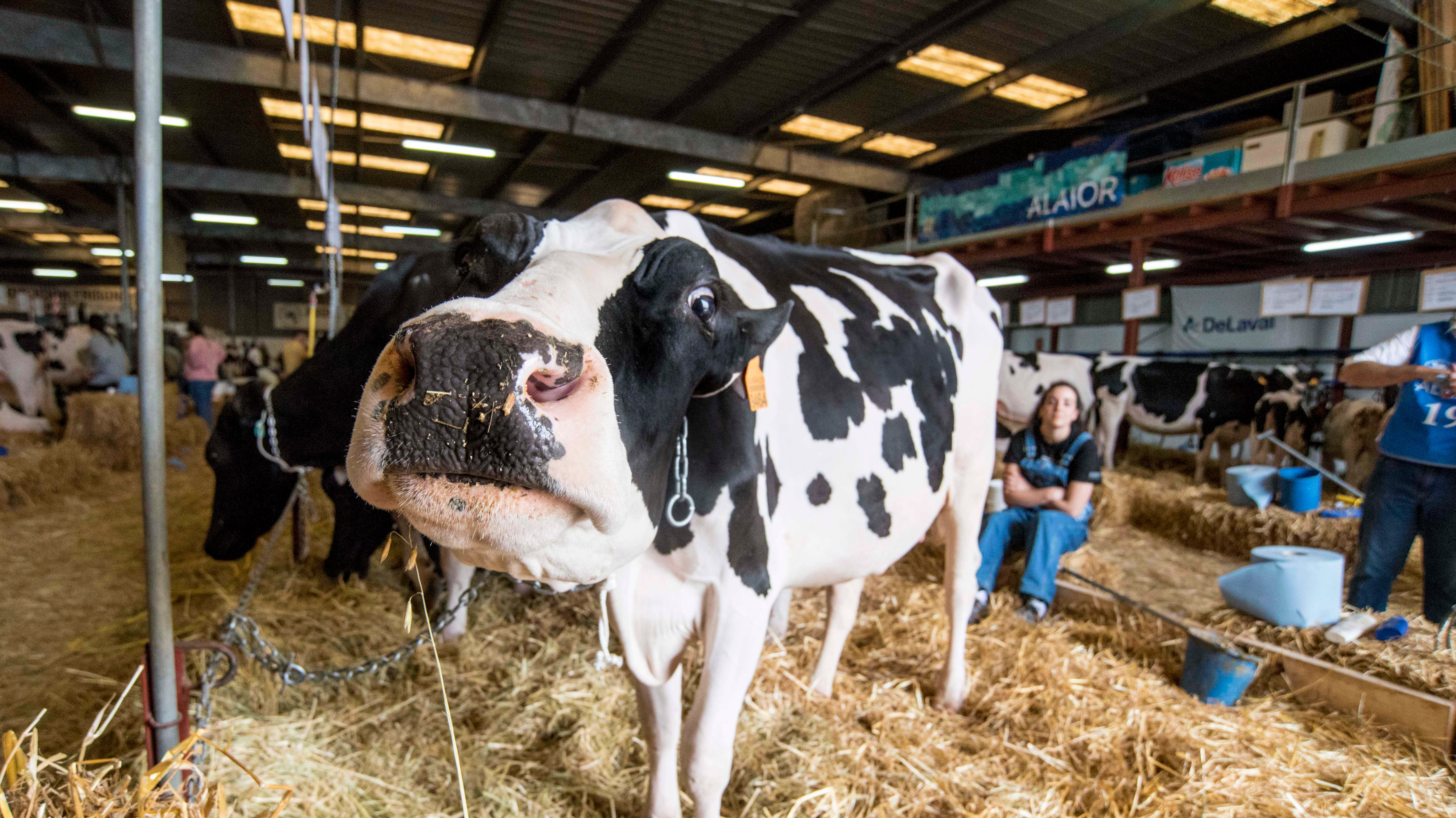 EFE/David Arquimbau Sintes