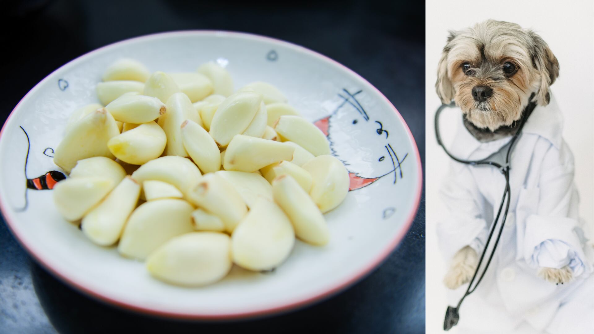 ¿Puedo darle ajo a mi perro?