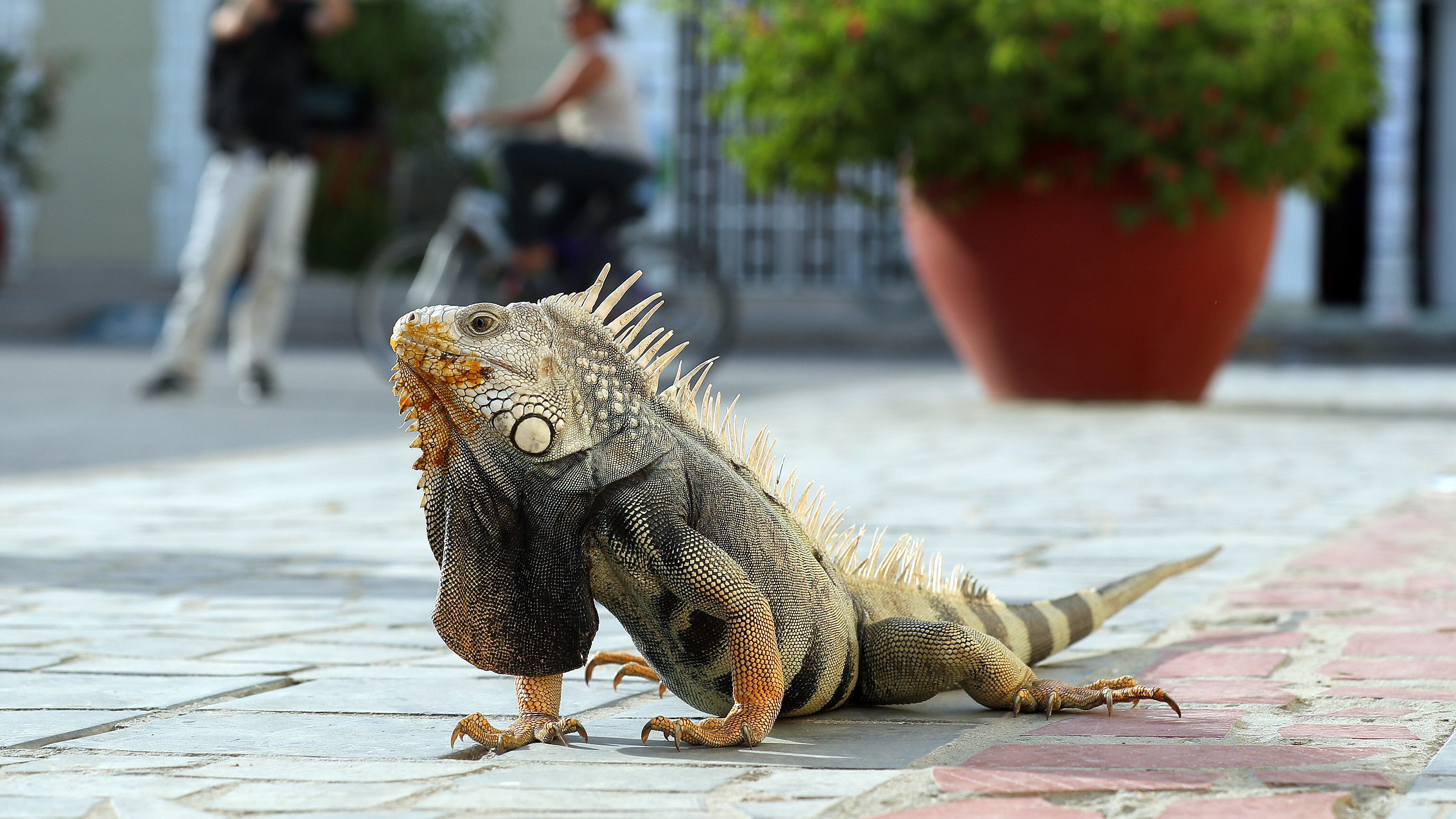 Iguanas en Colombia. EFE/MAURICIO DUEÑAS CASTAÑEDA