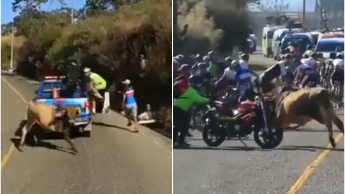 Enojado toro correteó a los ciclistas y obligó a detener etapa de ciclismo