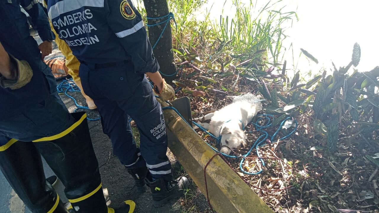 Recatan a perrito que cayó al río Medellín.