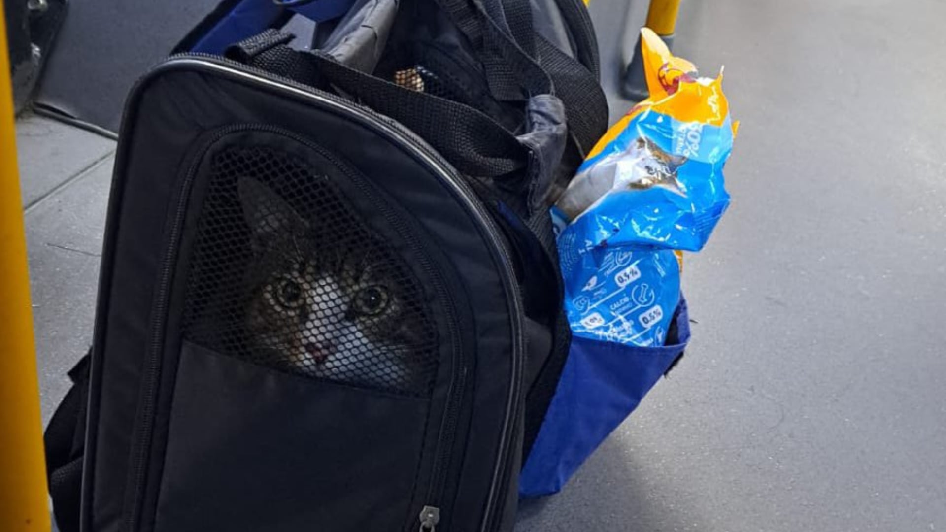 Gato abandonado en Transmilenio fue adoptado por un conductor