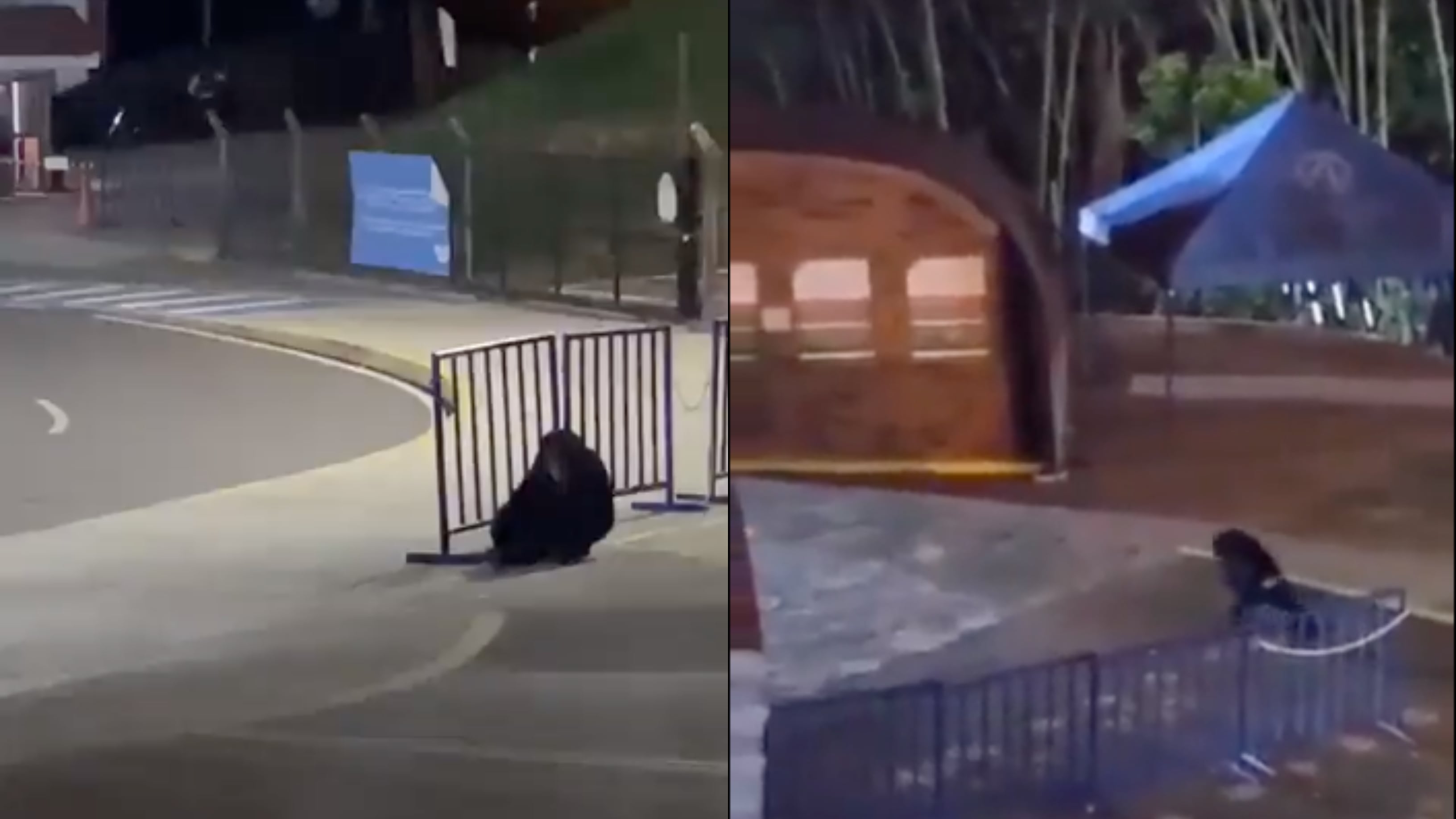 Chimpancé que escapó del Bioparque Ukumarí