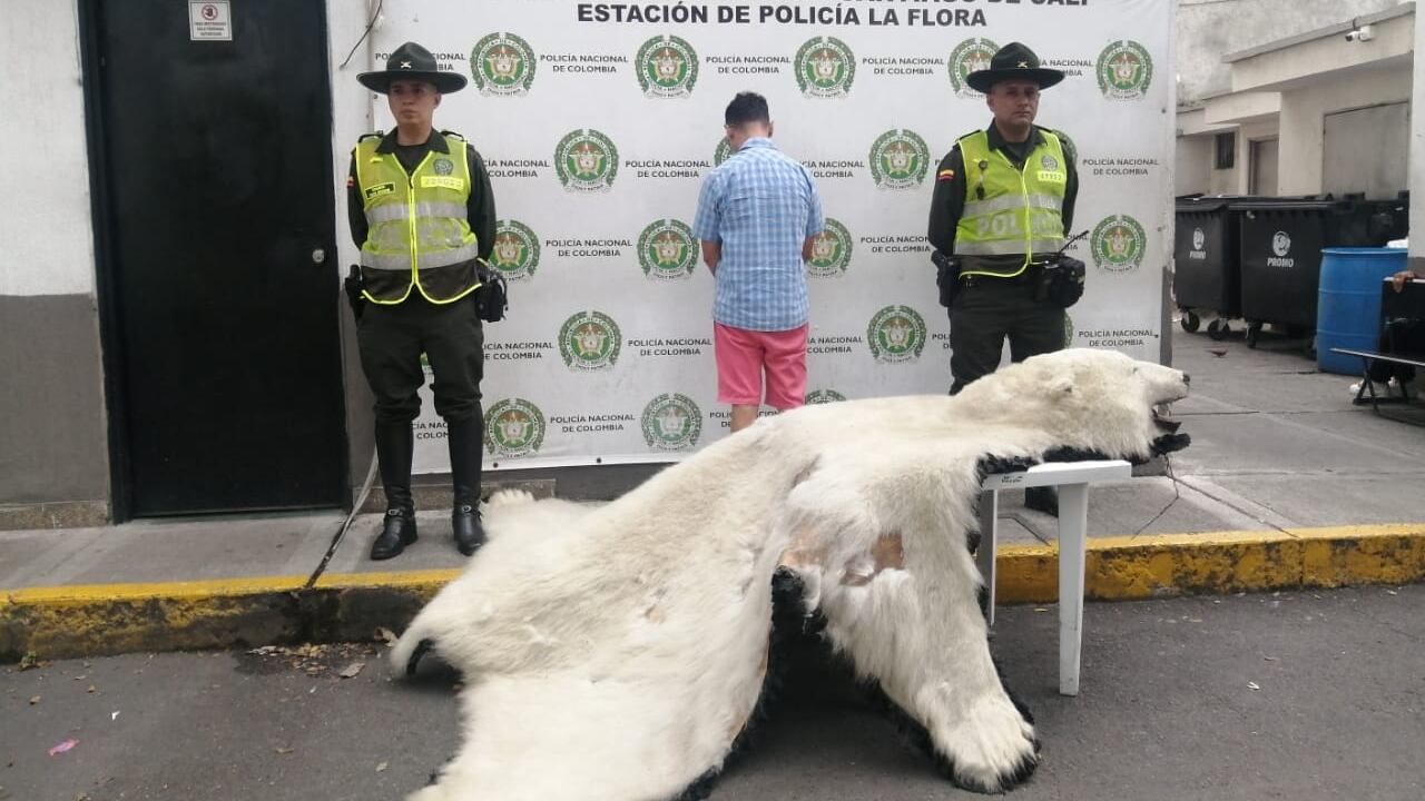 Tráfico ilegal de especies en Cali: pretendían vender piel de oso polar
