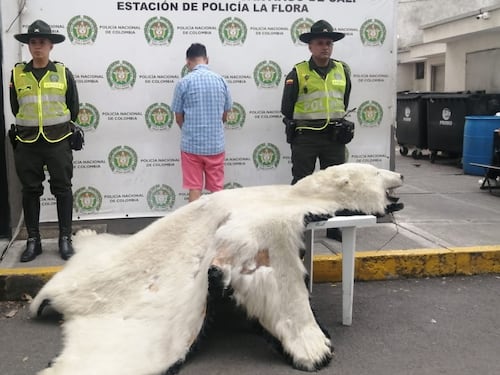 Como si fuera muy normal: Sujeto exhibía piel de oso polar para vender en Cali