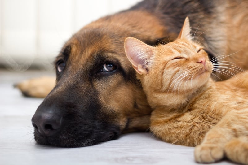 Perros y gatos pueden sufrir ante las bajas temperaturas. (Dreamstime)