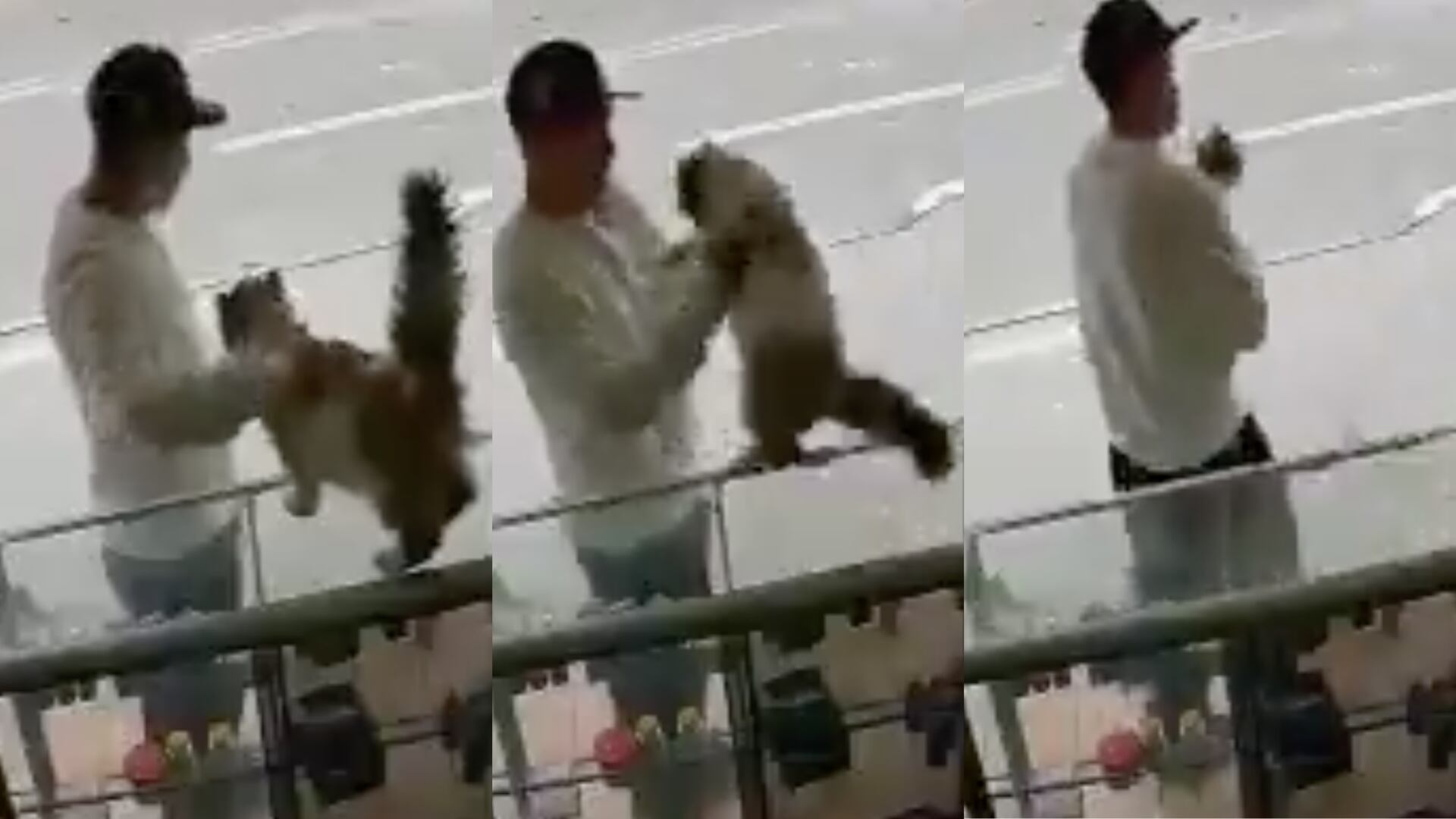 Inhumano: un hombre se robó una gata de su casa en Bosa; la familia pide apoyo de las autoridades ya que está enferma y necesita cuidados especiales