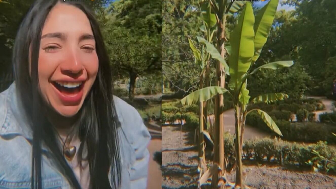 La contagiosa risa de la joven al ver lo que hacían con la mata de plátano generó diversas reacciones de los colombianos que tienen una en su casa.