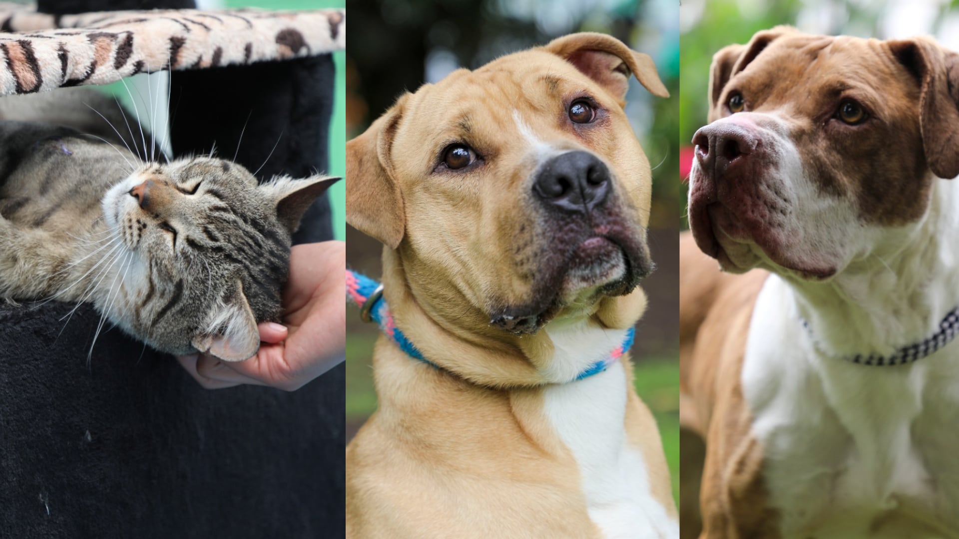 Banner, Paturro o Europa: más de 40 perros y gatos esperan un hogar durante una nueva jornada de adopción