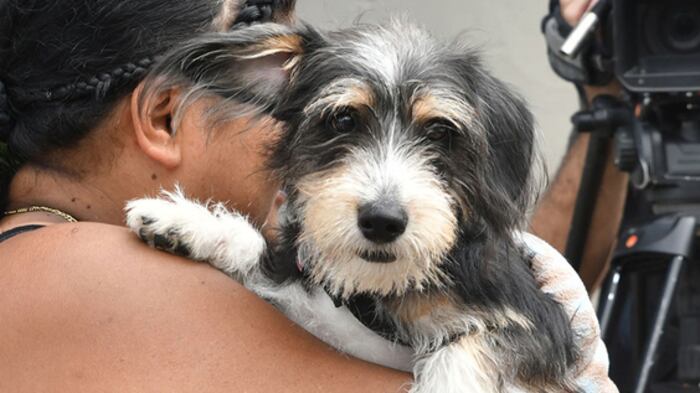 Conozca los servicios que brinda el Centro de Bienestar Animal de Cali