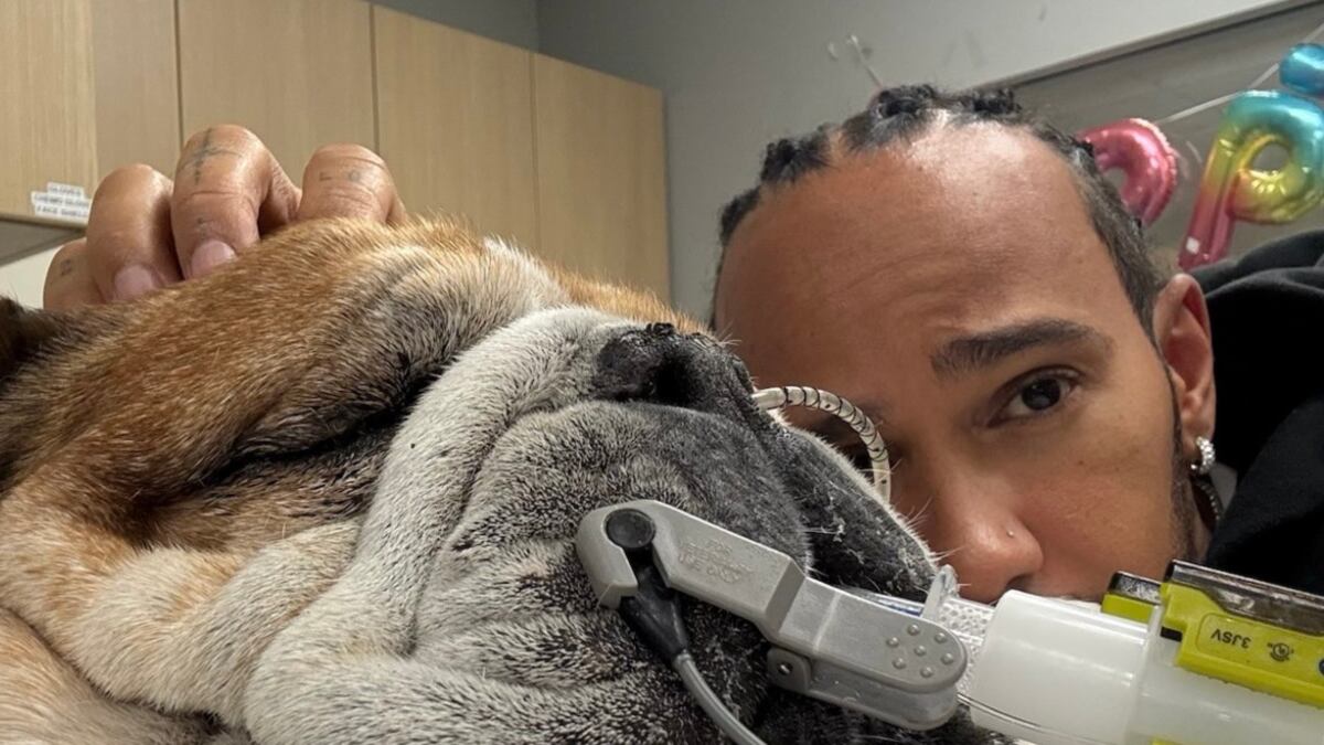 Lewis Hamilton vive drama con su mascota, Roscoe, por quien pide oraciones