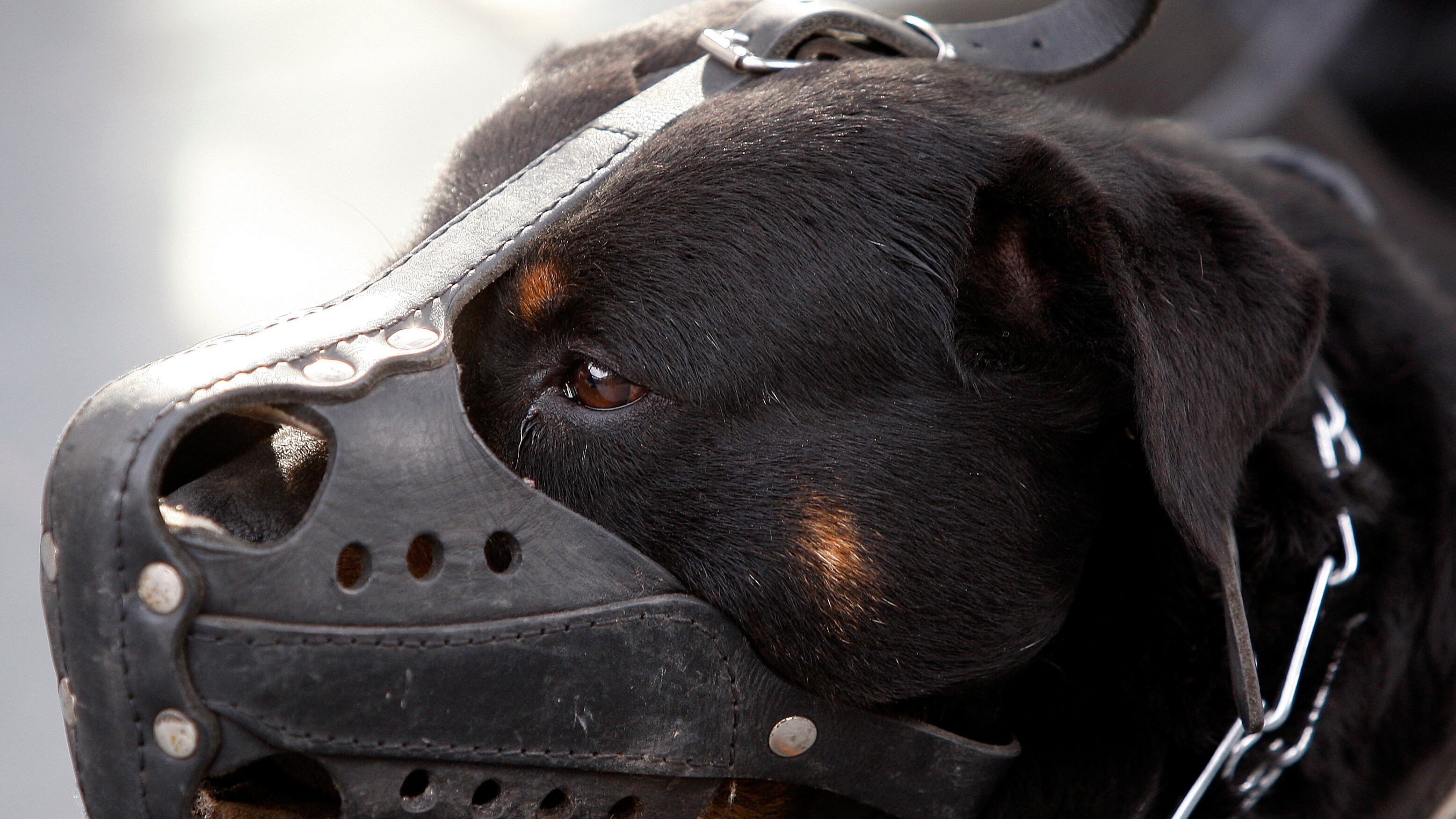 Perro de raza rottweiler.