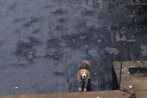 ¡Indignante! denuncian caso de maltrato contra una perrita en Bogotá