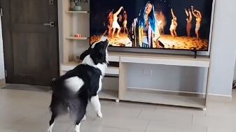 Perrito se emociona al ver a Karol G